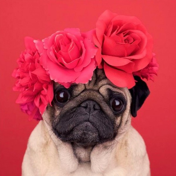 Pug Roses Diamond Painting Kit - DIY