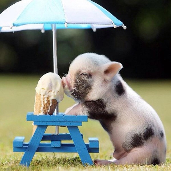 Pigs Eat Ice Cream Diamond Painting Kit - DIY